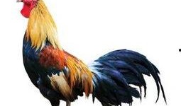 公鸡原神爆料视频大全集