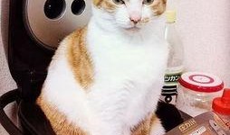 娱乐吃瓜菌猫猫视频,揭秘娱乐圈幕后趣闻
