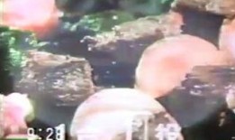 雪天使土豆网在线观看