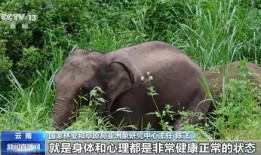 怎么向大象新闻爆料自己,揭秘如何有效爆料，共建透明社会
