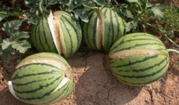 南充网红吃瓜事件真相,真相背后的网络狂欢与反思