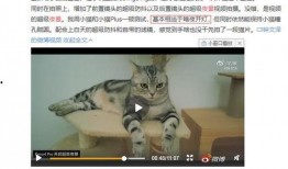 夜猫子视频在线观看,在线观看夜猫子视频的精彩瞬间