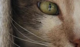 猫之城最新爆料视频网,最新爆料视频带你探秘神秘猫界