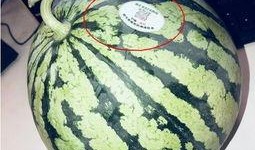 吃瓜河北网红,揭秘网络红人的崛起与影响力