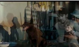 流浪狗电影在线观看,温情守护，逆境重生