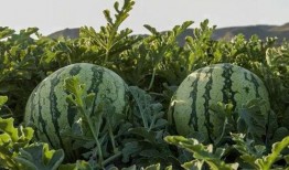 吃瓜河北网红,揭秘网络红人的崛起与影响力