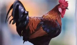 公鸡原神爆料视频大全集