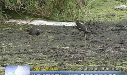 米垃圾最新爆料,最新爆料背后的惊人真相