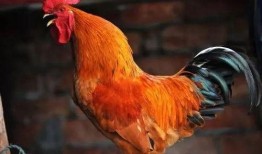 公鸡原神爆料视频大全集