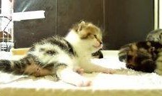 毛毯猫在线观看,温馨治愈的在线观看之旅