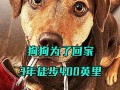 流浪狗电影在线观看,温情守护，逆境重生