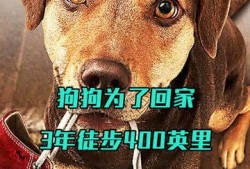 流浪狗电影在线观看,温情守护，逆境重生