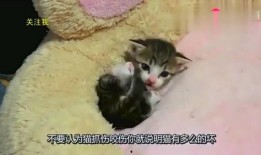毛毯猫在线观看,温馨治愈的在线观看之旅