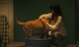 流浪狗电影在线观看,温情守护，逆境重生